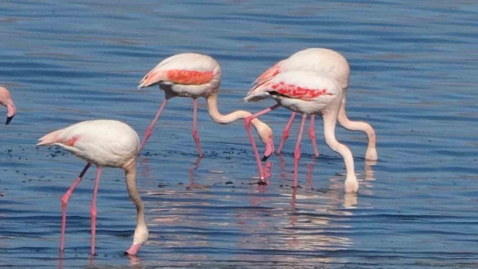 Urmiye Gölü kuruyunca flamingolar Van’a akın etti