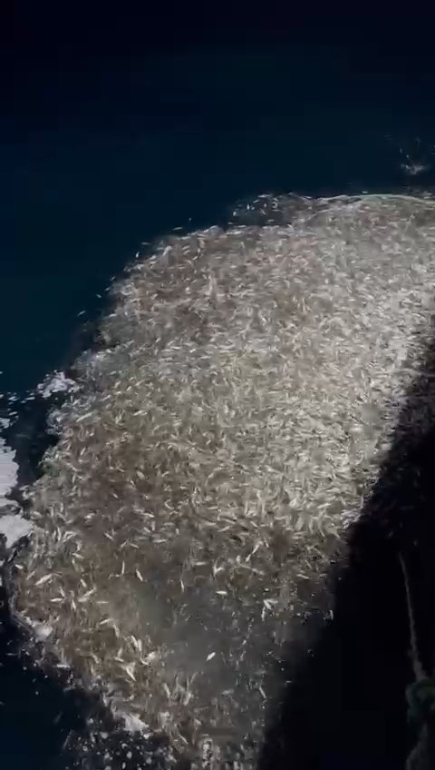 Çanakkale’de balıkçılardan örnek avcılık, yavru balıkları denize geri saldı