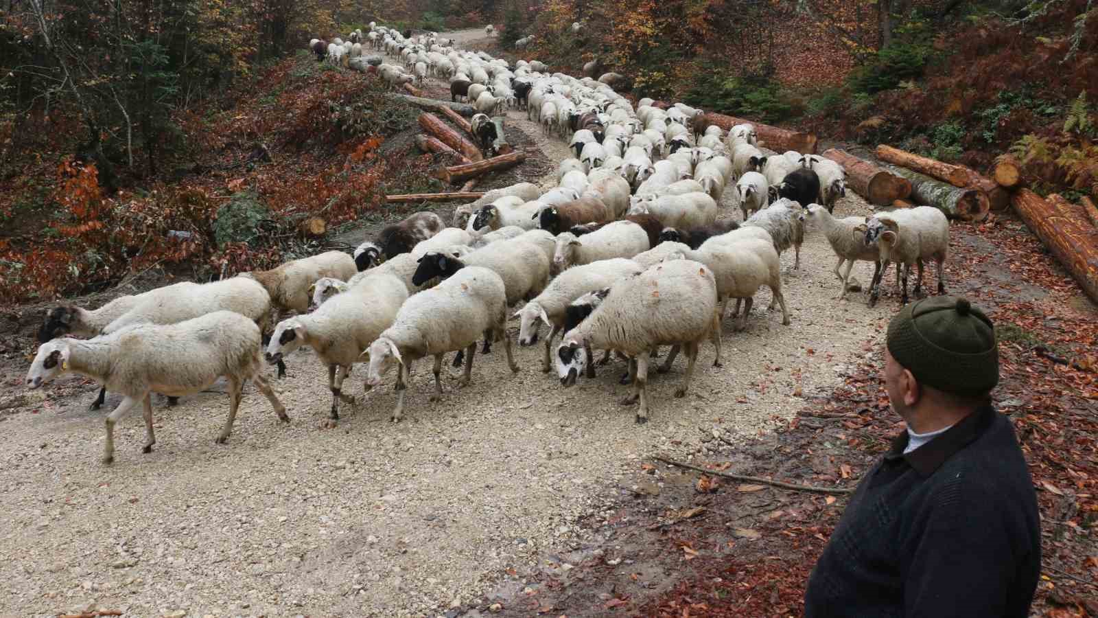Bolu’da yaylalardan köylere göç başladı