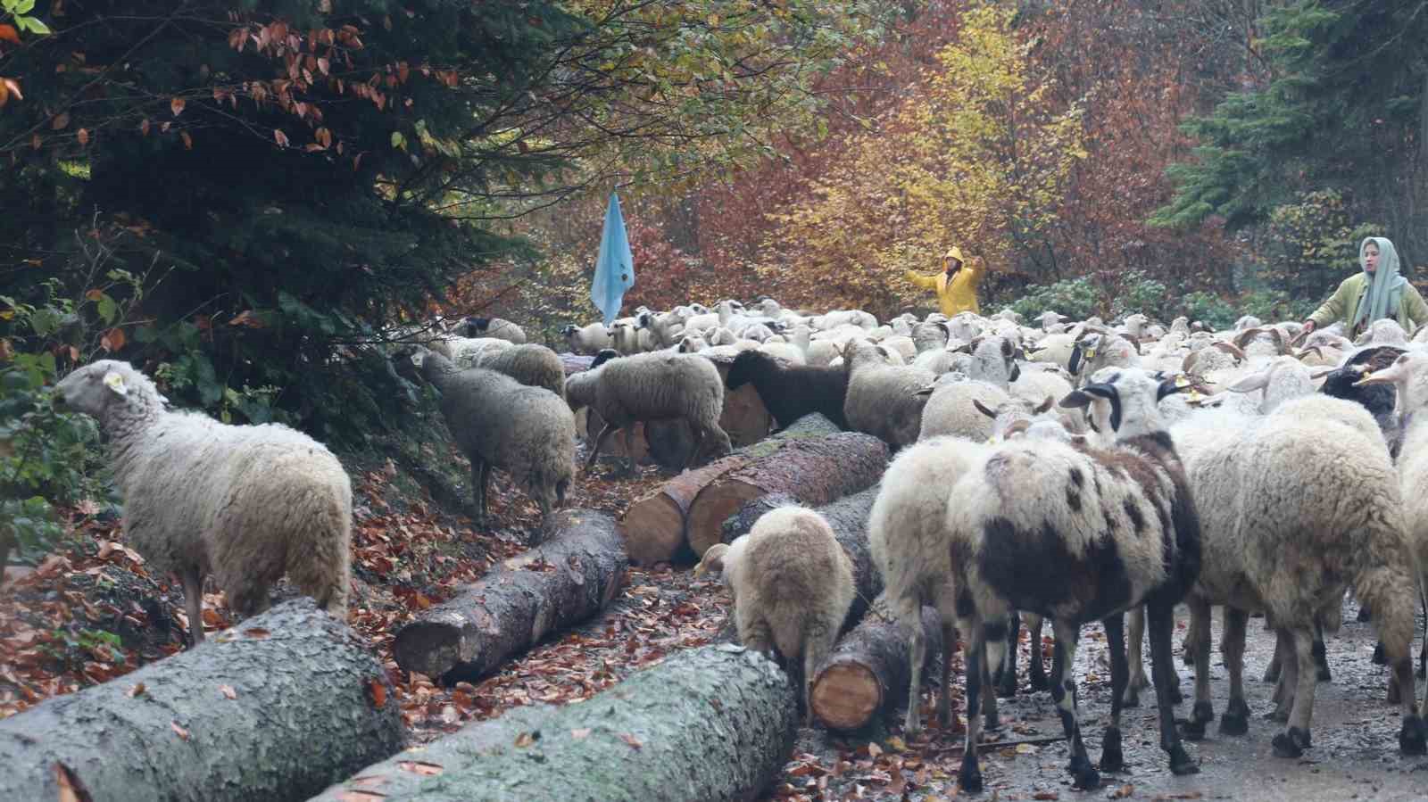 Bolu’da yaylalardan köylere göç başladı