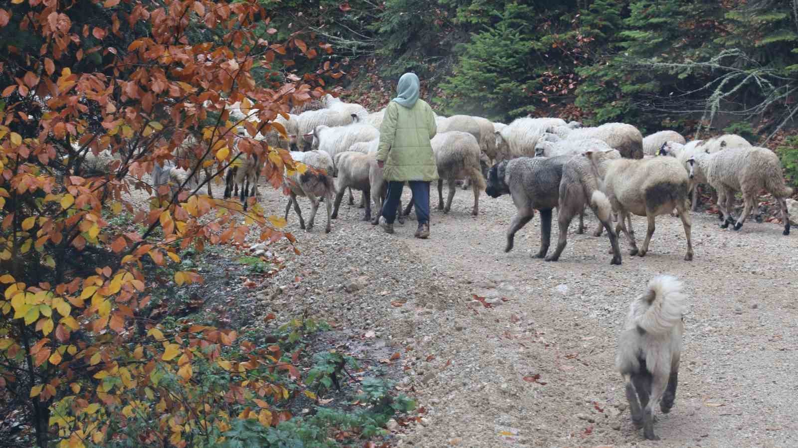 Bolu’da yaylalardan köylere göç başladı