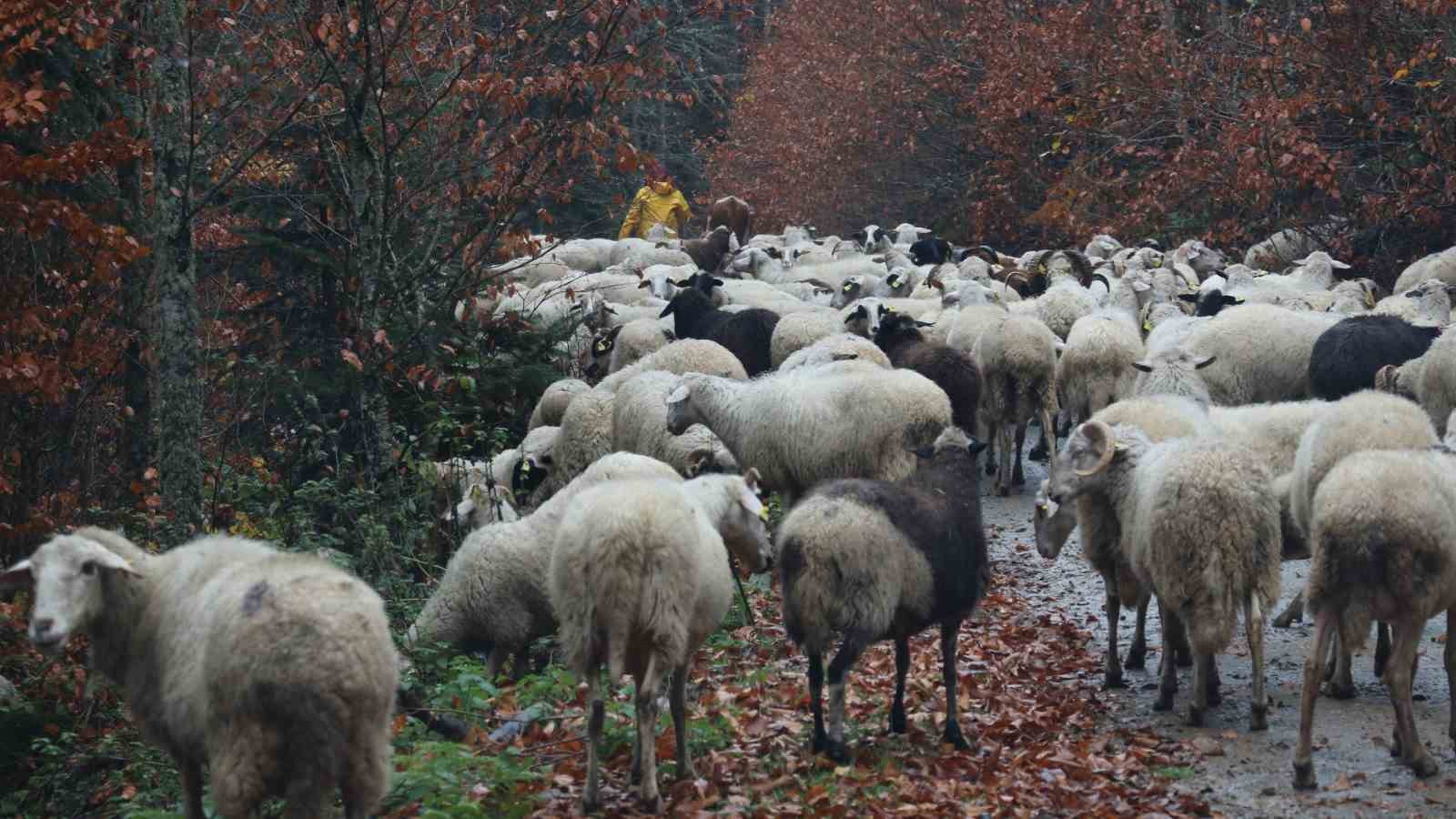 Bolu’da yaylalardan köylere göç başladı