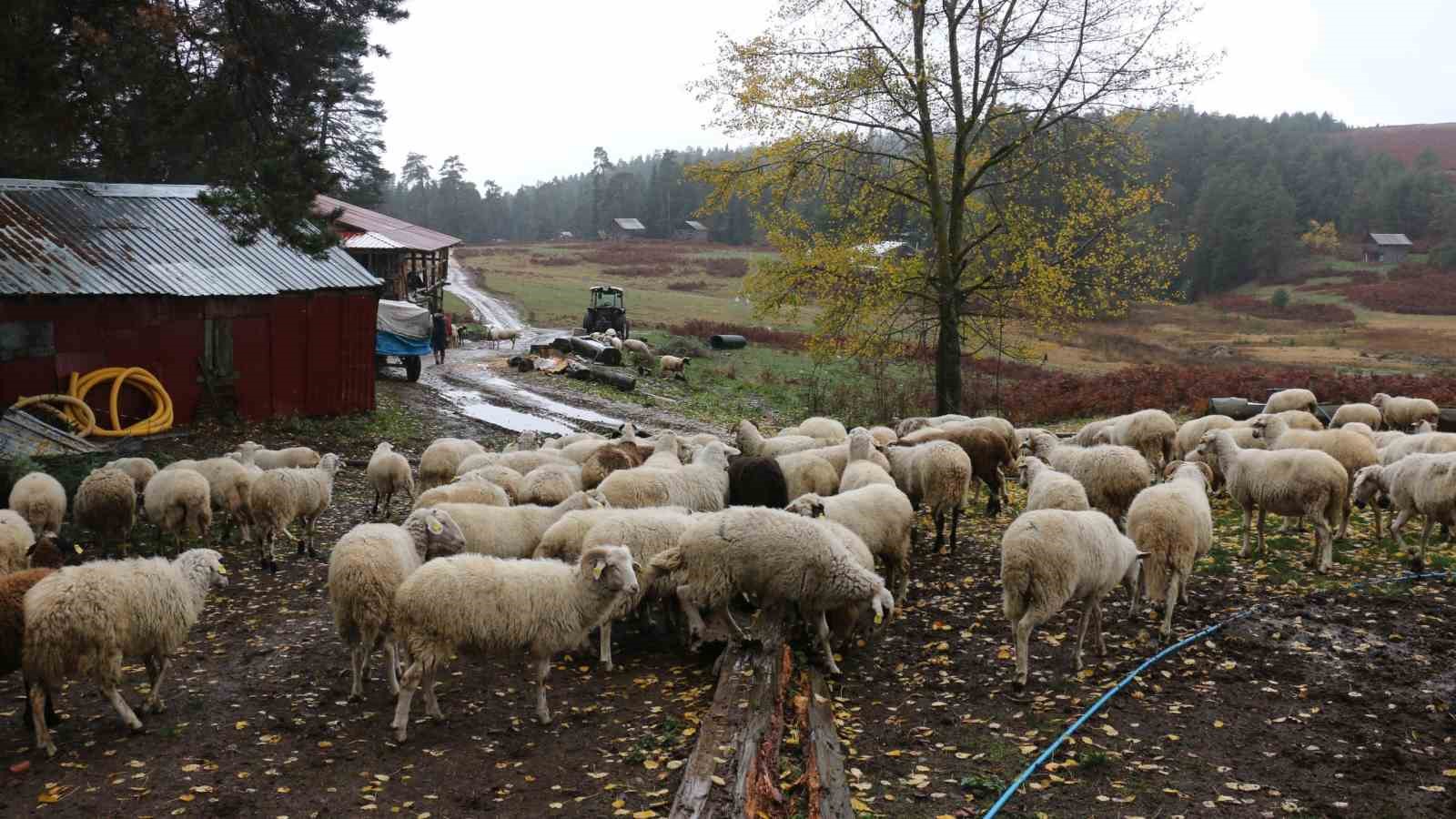 Bolu’da yaylalardan köylere göç başladı