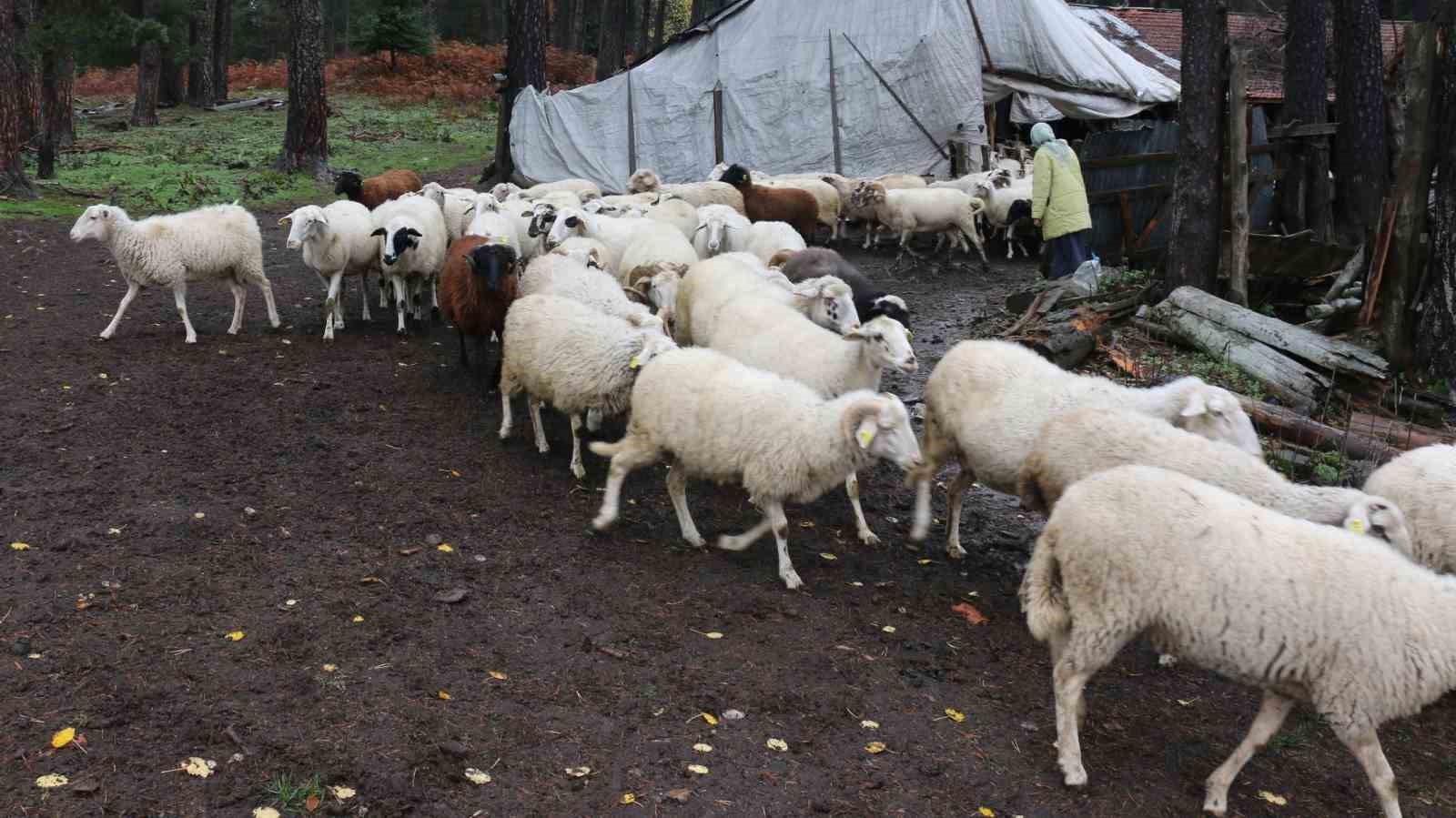 Bolu’da yaylalardan köylere göç başladı