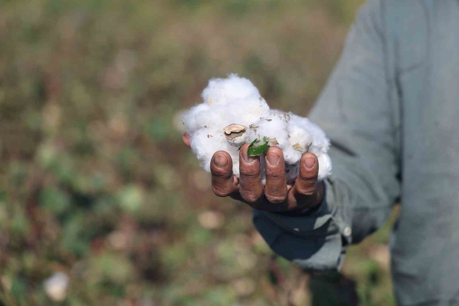 Beyaz altın pamukta kuraklık rekolteyi etkiledi