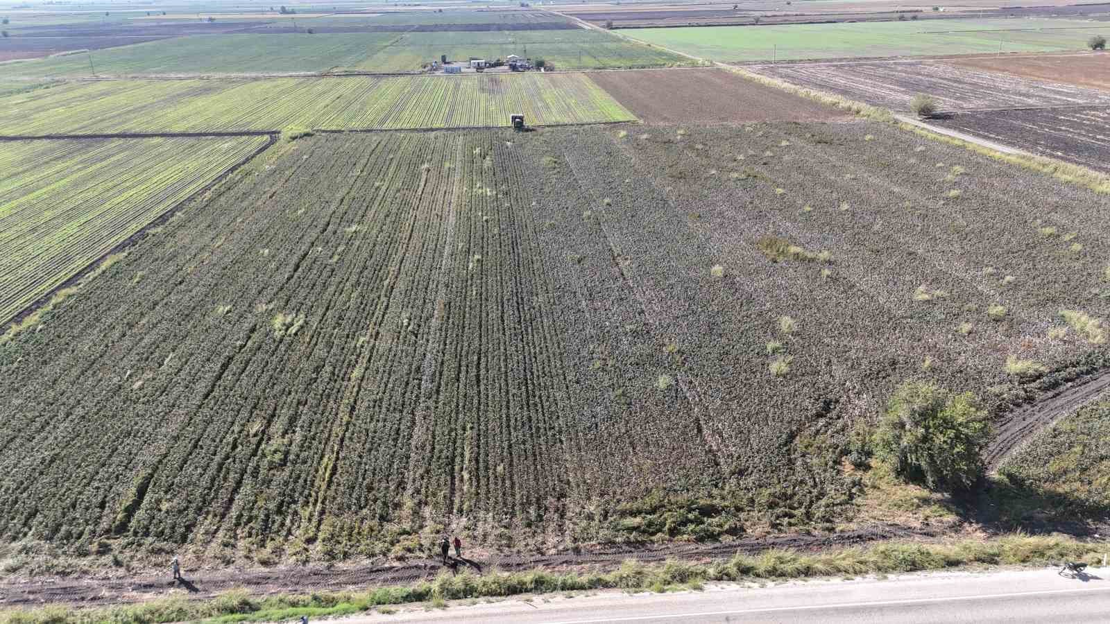 Beyaz altın pamukta kuraklık rekolteyi etkiledi