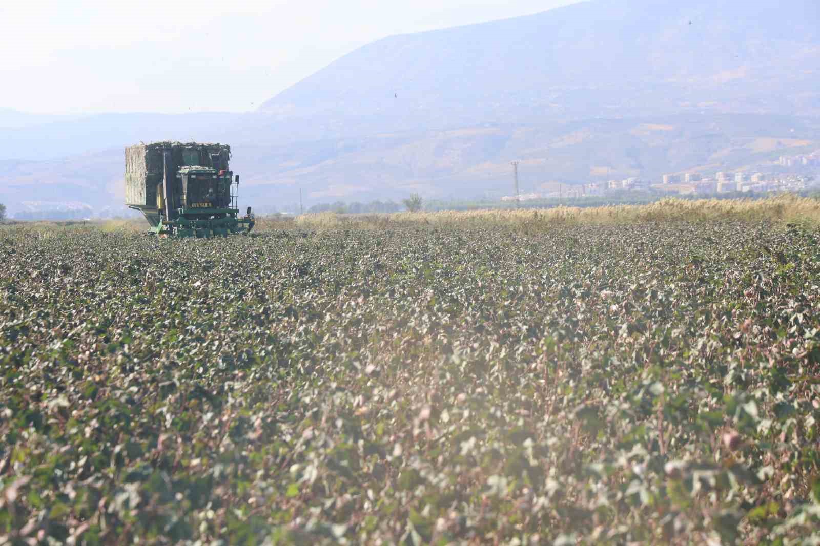 Beyaz altın pamukta kuraklık rekolteyi etkiledi